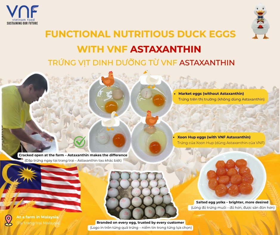 🥚✨ From Vietnamese Shrimp Shells to Malaysian Duck Eggs: The Distinctive Story of Astaxanthin VNF