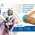 🐟 VNF Shrimp Peptide: Unlocking New Efficiency for Olive Flounder Farming in Korea 🇰🇷