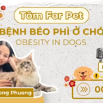 🐾 TÔM FOR PET | ARE CHUBBY DOGS REALLY CUTE? 🐶
