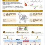 Vietnam Food Joint Stock Company (VNF) develops shrimp-derived Peptides & Chitosan to support pet gut health