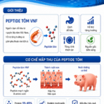 Vietnam Food Joint Stock Company (VNF) develops VNF Shrimp Peptide to replace fish meal and ease feed-cost volatility