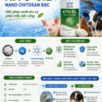 Công ty cổ phần Việt Nam Food (VNF) phát triển Kito-Sil – phức hợp Nano Chitosan Bạc kiểm soát mầm bệnh và giảm kháng sinh
