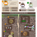 Vietnam Food Joint Stock Company (VNF) develops biological soil improvement solutions to restore degraded farmland