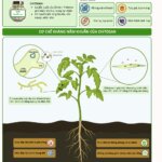 Vietnam Food Joint Stock Company (VNF) develops a biological crop protection solution from shrimp-shell Chitosan